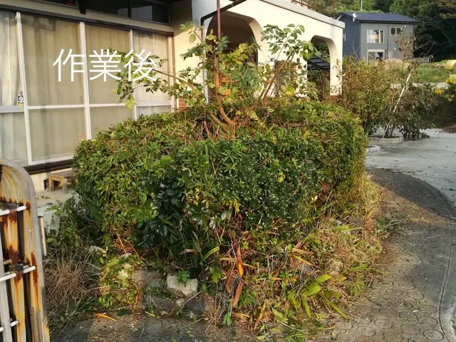 庭木剪定　立地条件や複数本契約の場合割引あります。サービスの画像