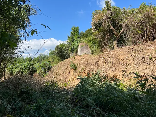 伐採、竹林の伐開等お任せ下さい。サービスの画像