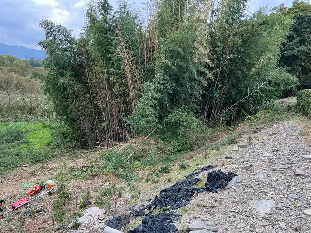 伐採、竹林の伐開等お任せ下さい。サービスの画像