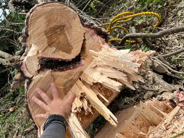 伐採、竹林の伐開等お任せ下さい。サービスの画像