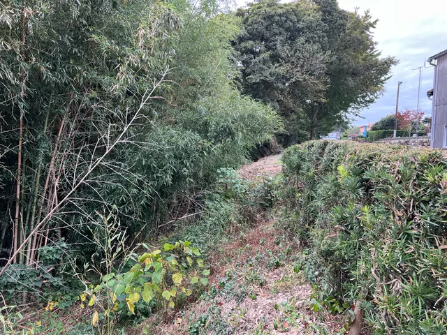 伐採、竹林の伐開等お任せ下さい。サービスの画像