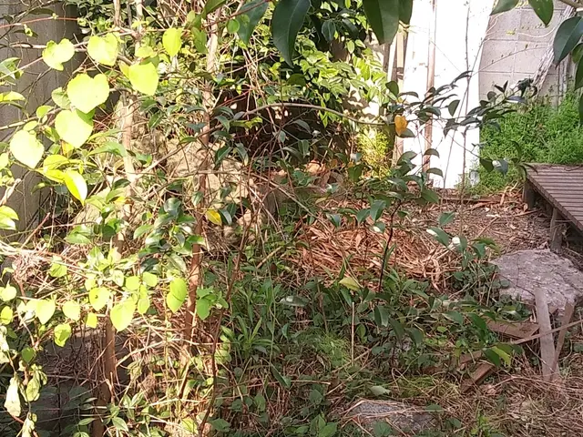 ★庭を彩る上質な庭園管理『草むしり』★お客様推奨 ★菊を采る東籬の下サービスの画像