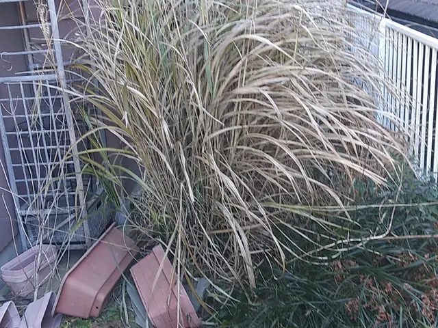 ★庭を彩る上質な庭園管理『草むしり』★お客様推奨 ★菊を采る東籬の下サービスの画像