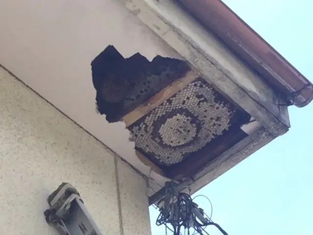 蜂駆除30年の実績サービスの画像