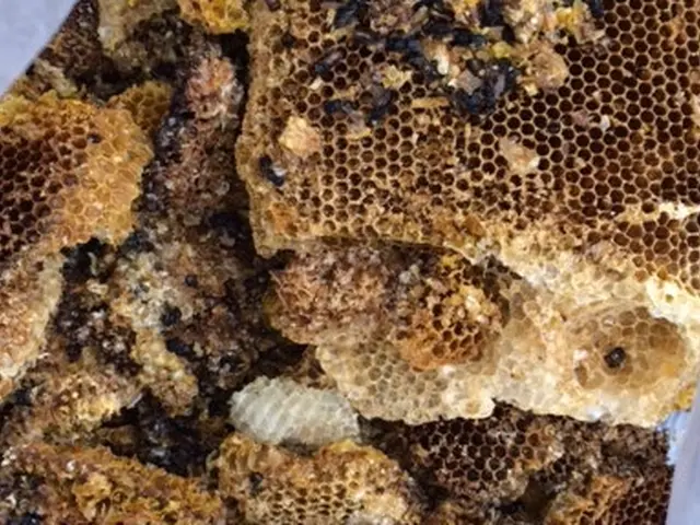 蜂駆除30年の実績サービスの画像