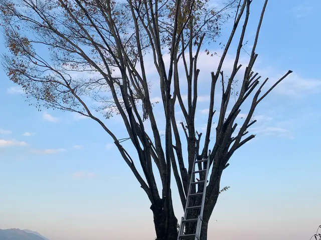 庭木、敷地内のスッキリ伐採！サービスの画像