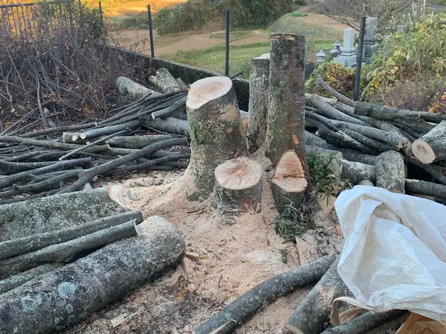 庭木、敷地内のスッキリ伐採！サービスの画像