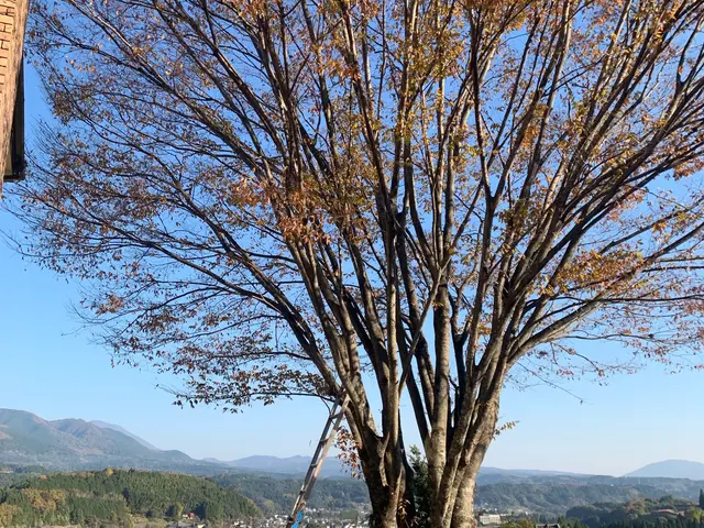 庭木、敷地内のスッキリ伐採！サービスの画像