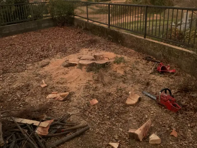 庭木、敷地内のスッキリ伐採！サービスの画像