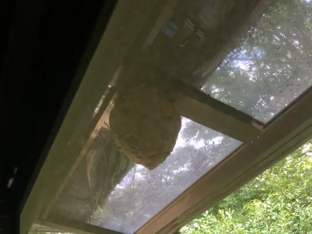 蜂のレスキューサービスの画像