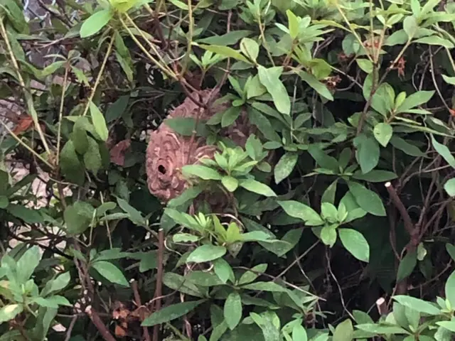 蜂のレスキューサービスの画像