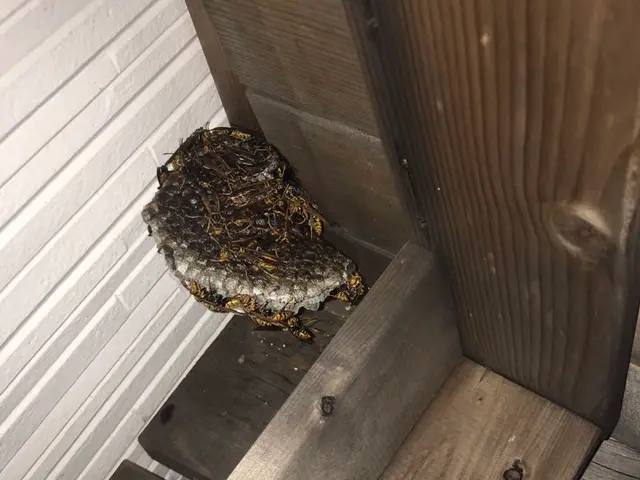 蜂のレスキューサービスの画像