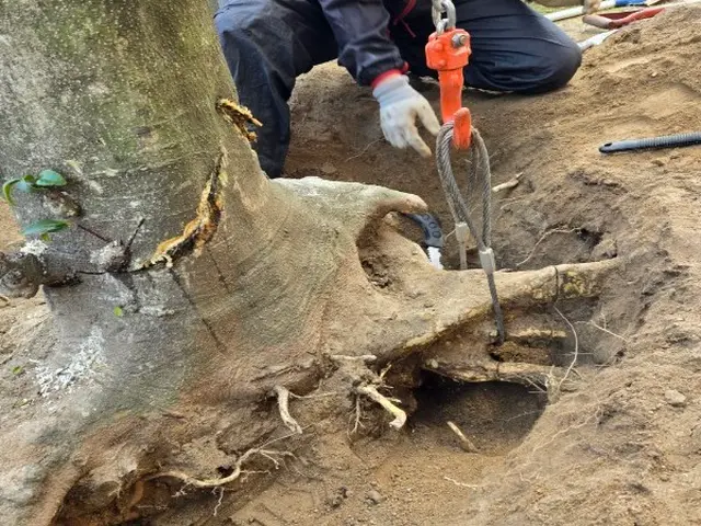 伐採、伐根は年間約100件の実績♪サービスの画像