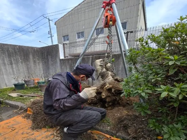 伐採、伐根は年間約100件の実績♪サービスの画像