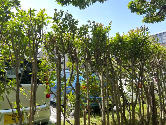 【丁寧に仕上げます！】植込み・生垣の剪定サービスの画像