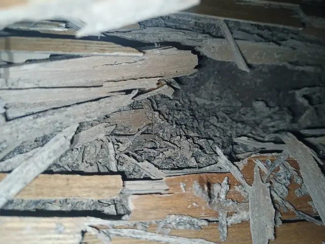 シロアリの巣ごと駆除します！！人体やペットにも安心、安全な薬剤で5年保証！サービスの画像