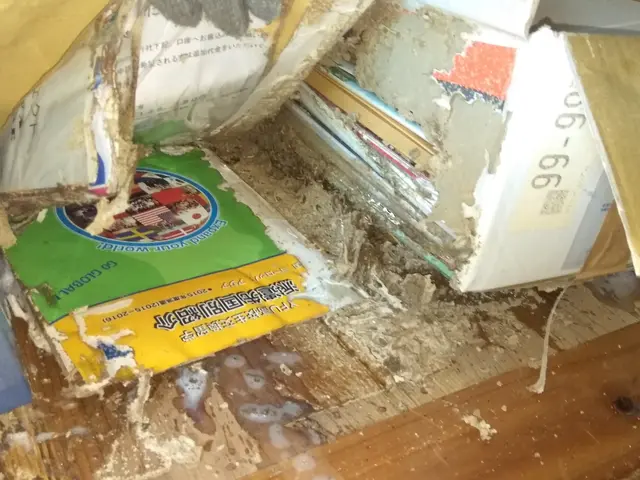 シロアリの巣ごと駆除します！！人体やペットにも安心、安全な薬剤で5年保証！サービスの画像