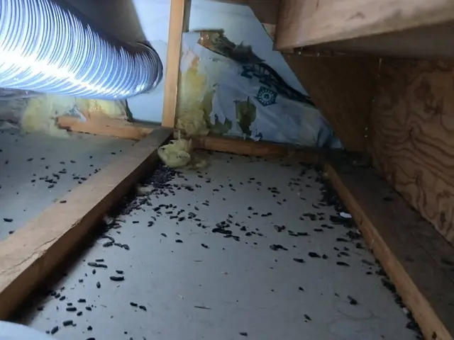 大手仕込みの技術と少数精鋭で、質にこだわるネズミ駆除の専門店サービスの画像