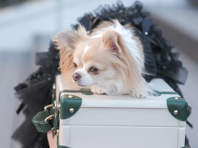 動物好き女性プロフォトグラファーがワンちゃん、ネコちゃんの撮影を行います！