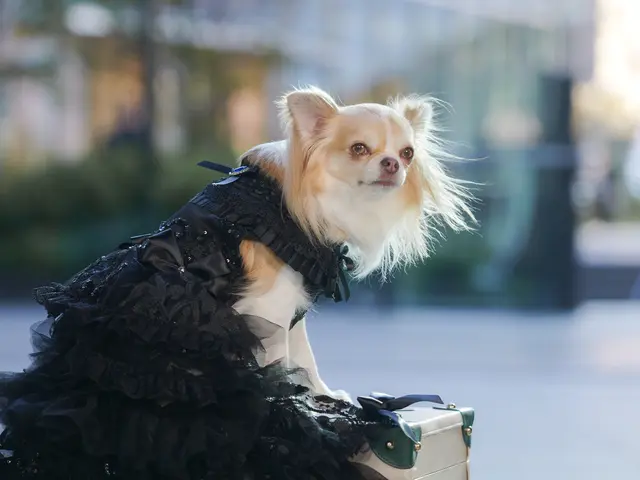 動物好き女性プロフォトグラファーがワンちゃん、ネコちゃんの撮影を行います！