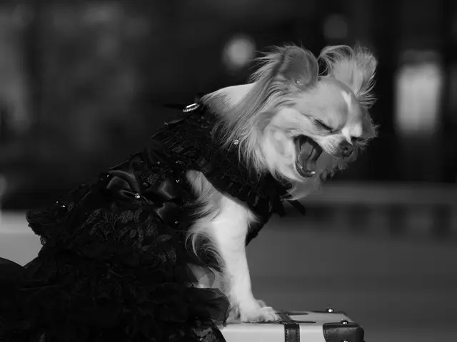 動物好き女性プロフォトグラファーがワンちゃん、ネコちゃんの撮影を行います！