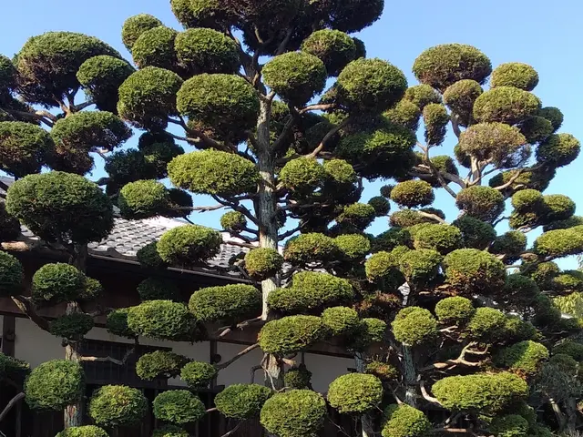 「グリーンエスペランカー前田」空師.庭師.造園技能士. 複数本割引致します。サービスの画像