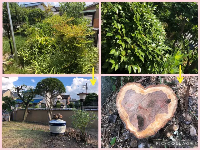 「グリーンエスペランカー前田」空師.庭師.造園技能士. 複数本割引致します。サービスの画像