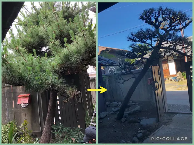 「グリーンエスペランカー前田」空師.庭師.造園技能士. 複数本割引致します。サービスの画像