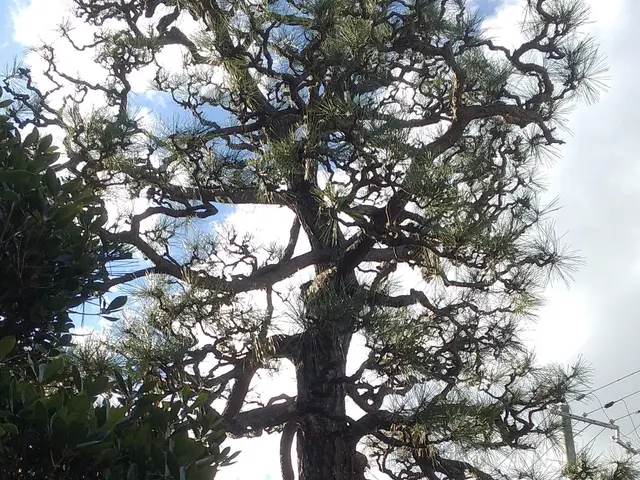 「グリーンエスペランカー前田」空師.庭師.造園技能士. 複数本割引致します。サービスの画像