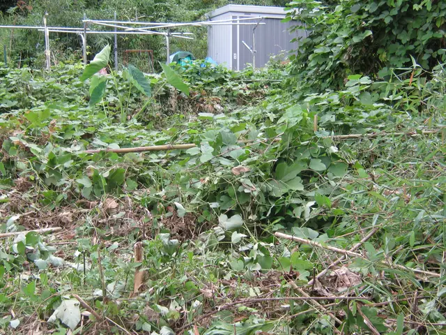 ◆【空き地】の「雑草」や「樹木」綺麗に処理！◆【竹林】も対応！◆見違えます！サービスの画像