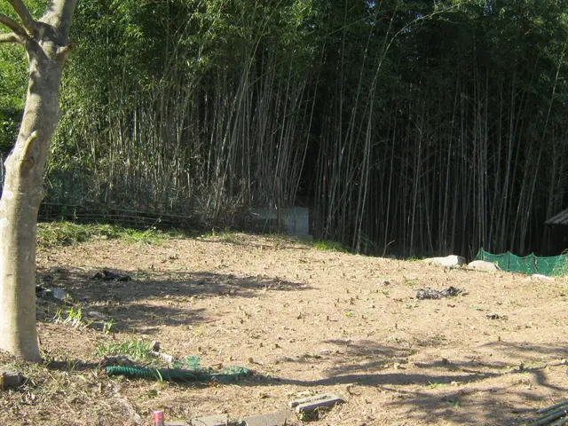 ◆【空き地】の「雑草」や「樹木」綺麗に処理！◆【竹林】も対応！◆見違えます！サービスの画像