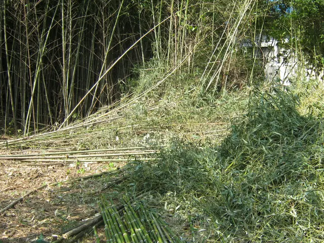 ◆【空き地】の「雑草」や「樹木」綺麗に処理！◆【竹林】も対応！◆見違えます！サービスの画像