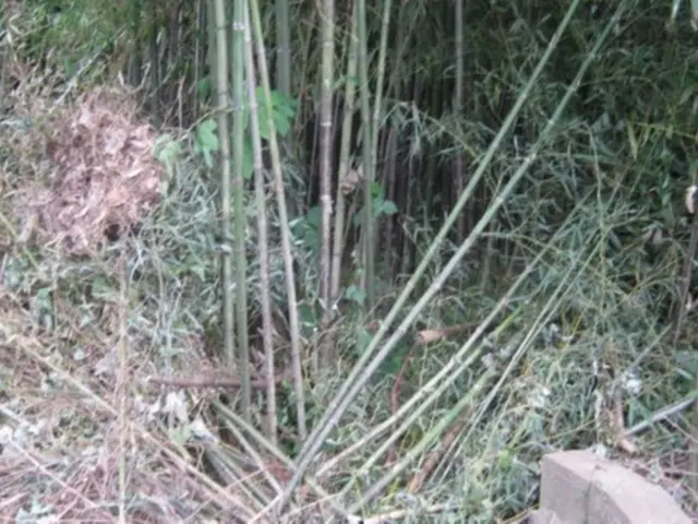 ◆【空き地】の「雑草」や「樹木」綺麗に処理！◆【竹林】も対応！◆見違えます！サービスの画像