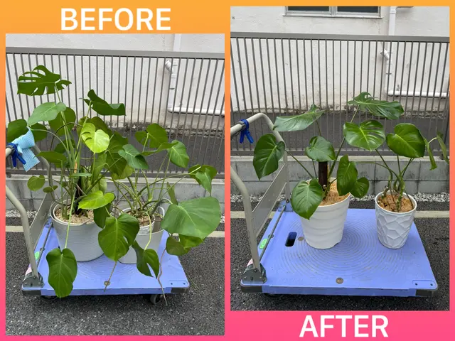 【今期受付終了】ご相談はOK♪メッセージから！植え替え実績年間100鉢以上♪サービスの画像