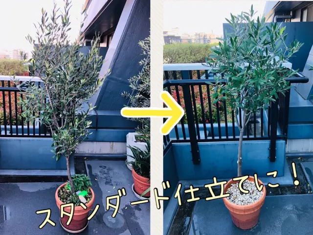 【今期受付終了】ご相談はOK♪メッセージから！植え替え実績年間100鉢以上♪サービスの画像