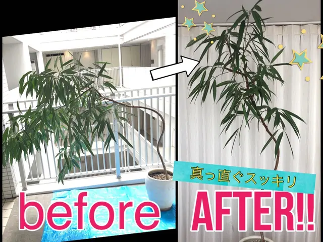 【今期受付終了】ご相談はOK♪メッセージから！植え替え実績年間100鉢以上♪サービスの画像