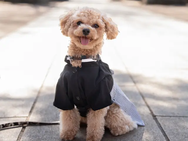 インスタフォロワー2万人！あなたのペットの最高の瞬間を引き出します