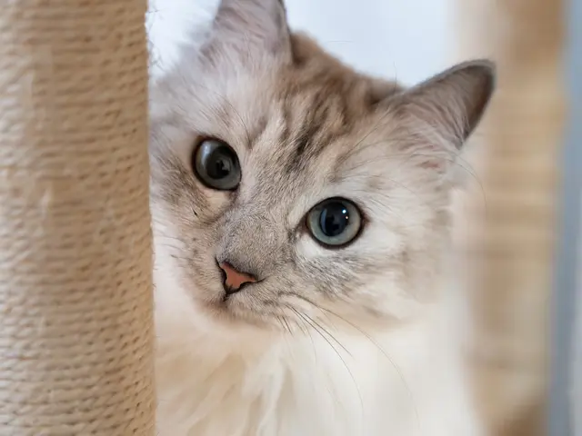 インスタフォロワー2万人！あなたのペットの最高の瞬間を引き出します