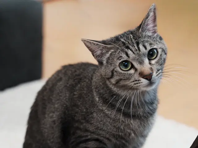 インスタフォロワー2万人！あなたのペットの最高の瞬間を引き出します