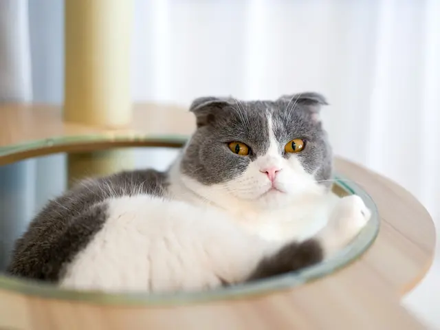 インスタフォロワー2万人！あなたのペットの最高の瞬間を引き出します