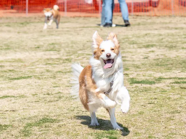 インスタフォロワー2万人！あなたのペットの最高の瞬間を引き出します