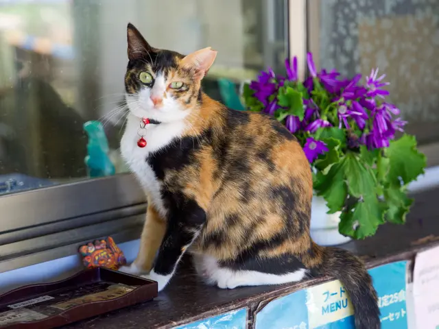 インスタフォロワー2万人！あなたのペットの最高の瞬間を引き出します