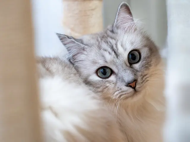 インスタフォロワー2万人！あなたのペットの最高の瞬間を引き出します