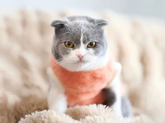 インスタフォロワー2万人！あなたのペットの最高の瞬間を引き出します