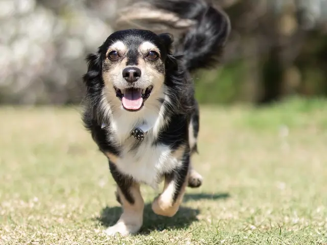 インスタフォロワー2万人！あなたのペットの最高の瞬間を引き出します