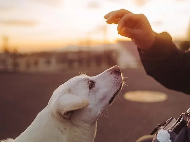 ワンチャンネコちゃん撮影サービスの画像