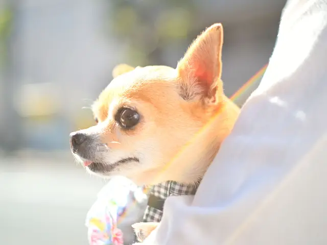 いきいきペット撮影