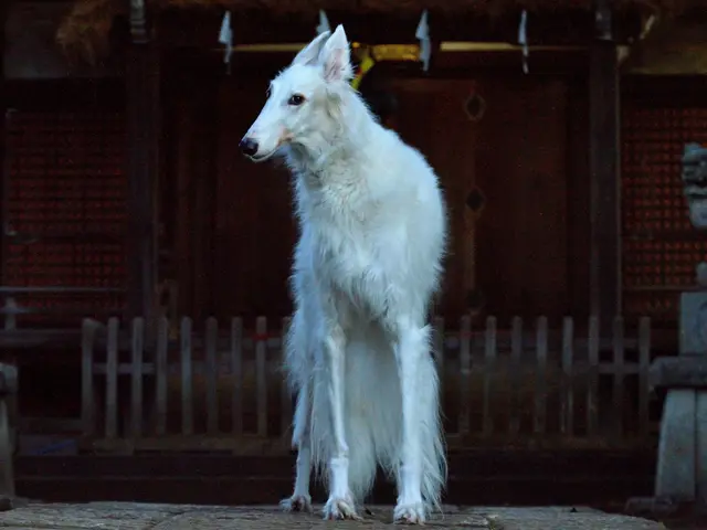 いきいきペット撮影