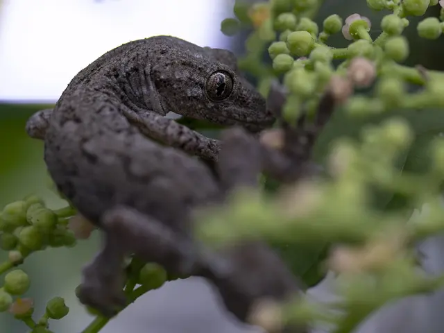 いきいきペット撮影