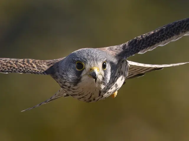 いきいきペット撮影